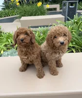 Stella, a female Cavapoo for sale in Corona, CA – 2 of 3