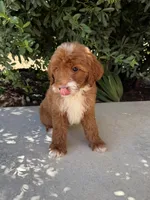 Ruby, a female Miniature Goldendoodle for sale in Corona, CA – 3 of 3