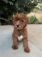 Ember, a female Cavapoo for sale in Corona, CA – 2 of 3