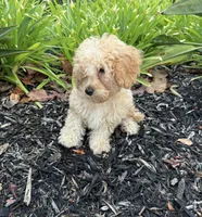 Bear, a male Cavapoo for sale in Corona, CA – 2 of 2