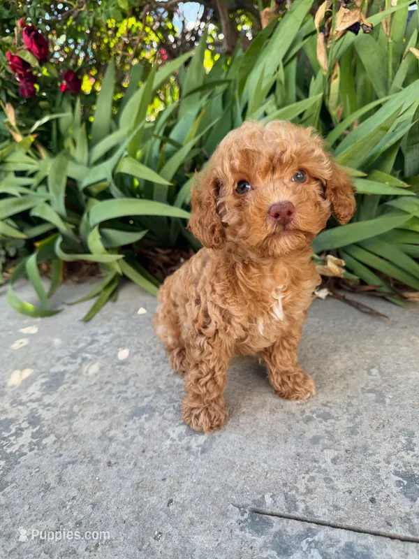 Daisy  – Cavapoo puppy for sale in Corona, CA