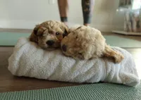 Lila, a female Cavapoo for sale in Corona, CA – Photo 2 of 2