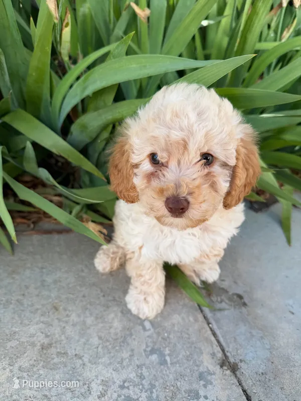 Lila, a female Cavapoo for sale in Corona, CA – Photo 1 of 2