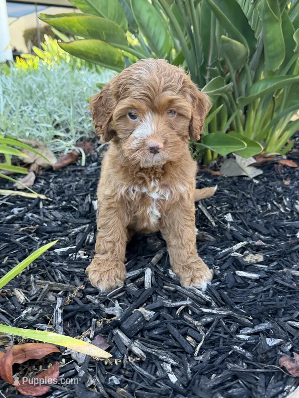 June – Cavapoo puppy for sale in Corona, CA
