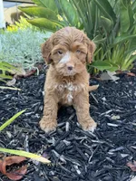 June, a female Cavapoo for sale in Corona, CA – 1 of 3