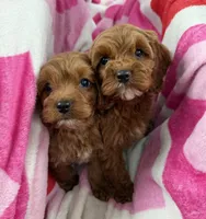 Penny, a female Cavapoo for sale in Corona, CA – 2 of 2