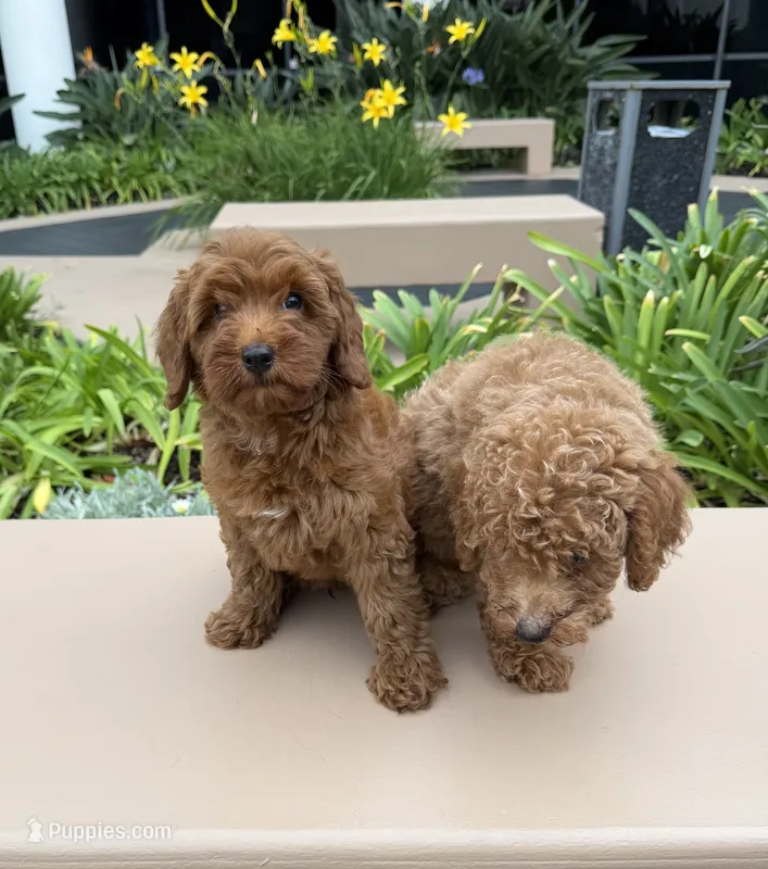 Stella – Cavapoo puppy for sale in Corona, CA
