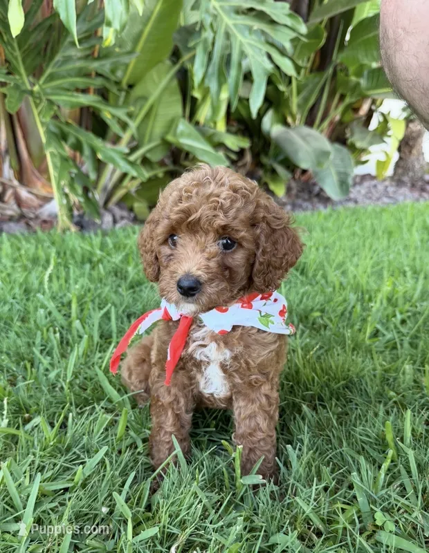 Cherry – Cavapoo puppy for sale in Corona, CA