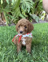 Cherry, a female Cavapoo for sale in Corona, CA – 1 of 3