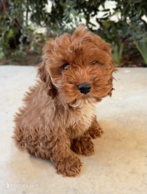 Monty – Cavapoo puppy for sale in Corona, CA