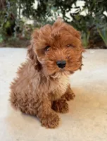 Monty, a male Cavapoo for sale in Corona, CA – 1 of 4