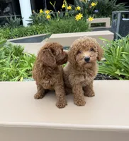 Teddy, a male Cavapoo for sale in Corona, CA – 2 of 3