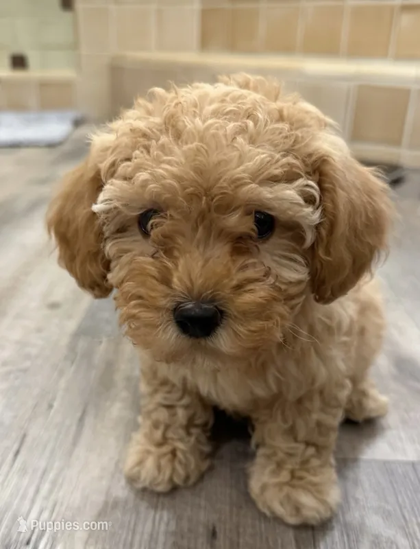 Teddy – Cavapoo puppy for sale in Corona, CA