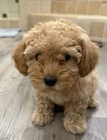 Teddy, a male Cavapoo for sale in Corona, CA – 1 of 1