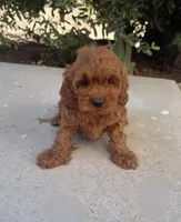 Rosie, a female Cavapoo for sale in Corona, CA – 2 of 3