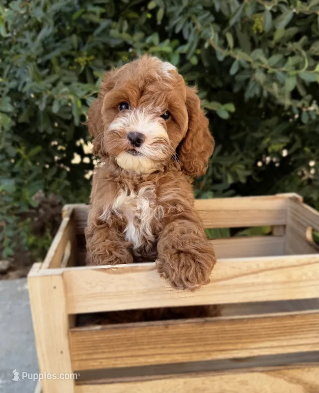 Ginger  – Cavapoo puppy for sale in Corona, CA