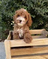Ginger , a female Cavapoo for sale in Corona, CA – 1 of 3
