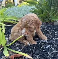 June, a female Cavapoo for sale in Corona, CA – 2 of 3