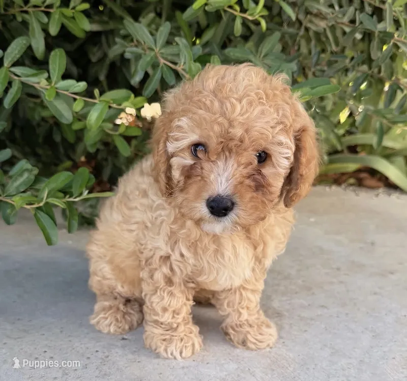 Wally – Cavapoo puppy for sale in Corona, CA