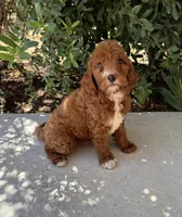 Amy, a female Miniature Goldendoodle for sale in Corona, CA – 2 of 3