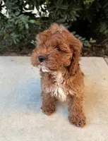 Monty, a male Cavapoo for sale in Corona, CA – 2 of 4