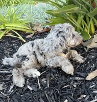 Cookie, a female Cavapoo for sale in Corona, CA – 3 of 3