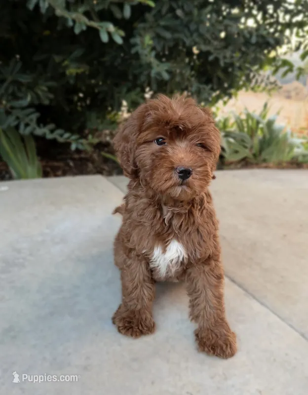 Ember – Cavapoo puppy for sale in Corona, CA