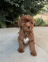 Ember, a female Cavapoo for sale in Corona, CA – 1 of 3