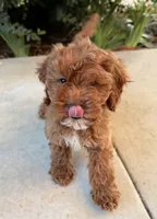 Monty, a male Cavapoo for sale in Corona, CA – 3 of 4