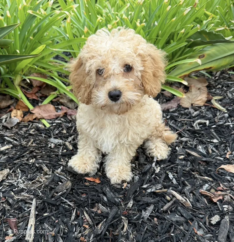Bear – Miniature Goldendoodle puppy for sale in Corona, CA
