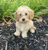 Bear, a male Miniature Goldendoodle for sale in Corona, CA – 1 of 2