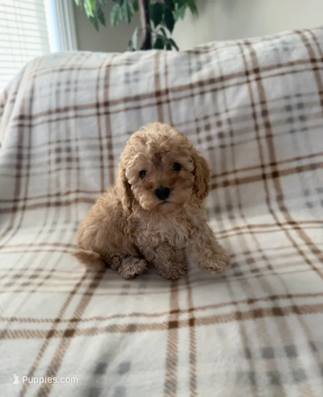 Waffle – Cavapoo puppy for sale in Corona, CA
