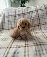Waffle, a male Cavapoo for sale in Corona, CA – 1 of 3