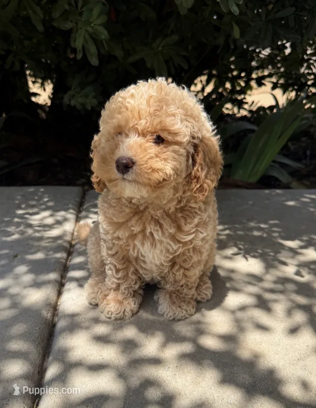 Charles – Cavapoo puppy for sale in Corona, CA