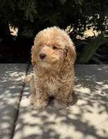 Charles, a male Cavapoo for sale in Corona, CA – 1 of 1