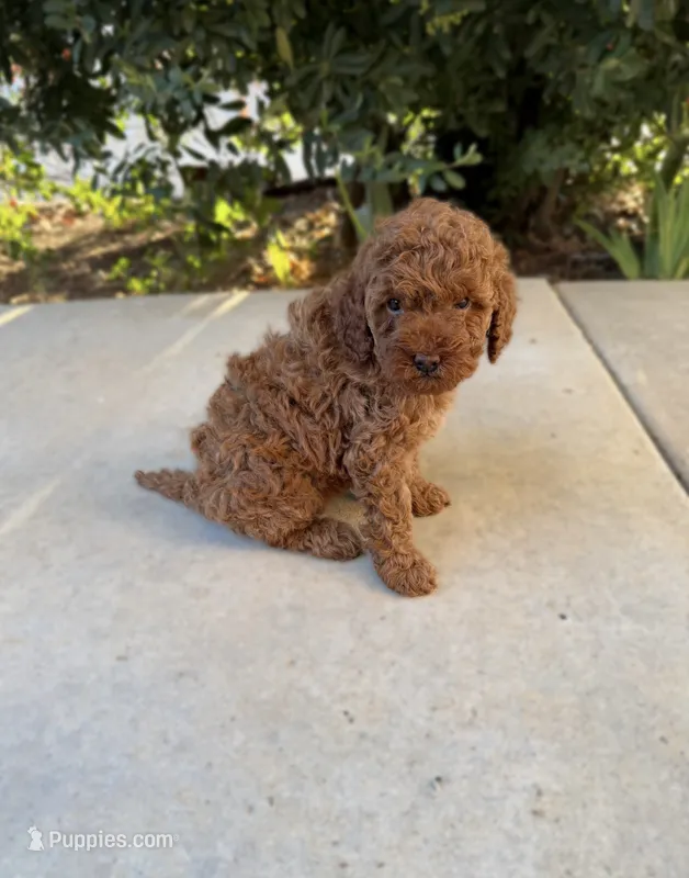 June – Cavapoo puppy for sale in Corona, CA