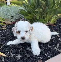 Troy, a male Cavapoo for sale in Corona, CA – 3 of 3