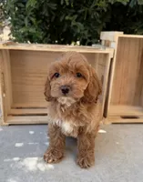 Chai, a female Cavapoo for sale in Corona, CA – 1 of 1