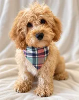 Tucker, a male Miniature Goldendoodle for sale in Corona, CA – 1 of 1