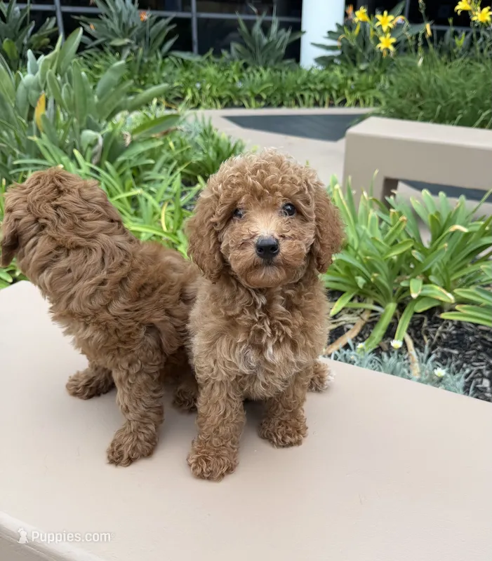 Teddy – Cavapoo puppy for sale in Corona, CA