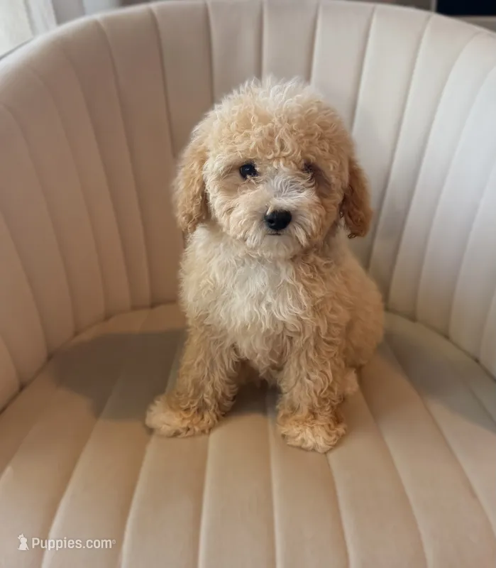Paisley – Cavapoo puppy for sale in Corona, CA