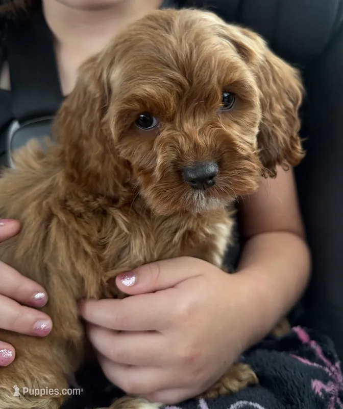 Penny – Cavapoo puppy for sale in Corona, CA
