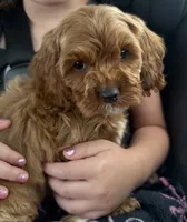 Penny, a female Cavapoo for sale in Corona, CA – 1 of 2
