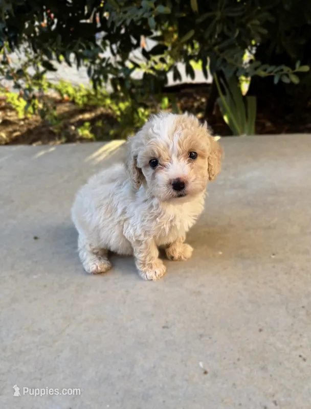 Biscuit – Cavapoo, Cavalier King Charles Spaniel puppy for sale in Corona, CA