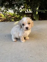 Biscuit, a male Cavapoo and Cavalier King Charles Spaniel for sale in Corona, CA – 1 of 4
