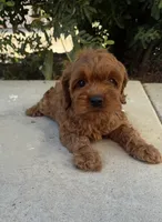 Rosie, a female Cavapoo for sale in Corona, CA – 1 of 3