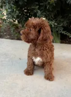 Ember, a female Cavapoo for sale in Corona, CA – 3 of 3