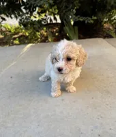 Biscuit, a male Cavapoo and Cavalier King Charles Spaniel for sale in Corona, CA – 2 of 4