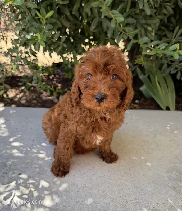 Winston – Miniature Goldendoodle puppy for sale in Corona, CA