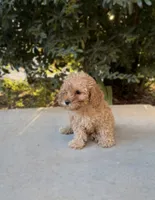 Teddy, a male Cavapoo for sale in Corona, CA – 3 of 3